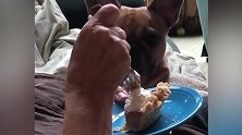 狗狗的生活也是需要仪式感的，主人用叉子喂它，可别没有了啊