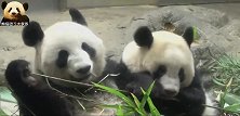 熊猫香香紧紧挨着妈妈吃竹子，难得的相聚，好温馨