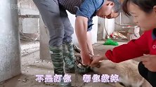养了一年的马犬太皮了，铁链直接插入脚趾，可咋整？