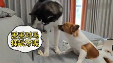 二哈被小狗给训得不敢还嘴，紧张的小眼神一直偷瞄小狗，怂到家了
