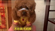 主人说要去姥姥家，泰迪哭哭啼啼不让去，惹得主人哭笑不得