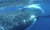 摄影师近距离拍摄座头鲸 险些被鲸鱼尾鳍撞到