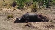 野牛还活着，就被狮子们掏心挖肺，太惨了