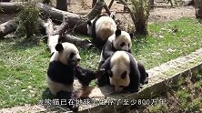 大熊猫之间的内战，看到最后竟然是因为它，结局笑喷了