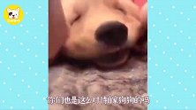 拉布拉多被女主人蹂躏,狗狗的表情告诉我们狗生别无他恋!