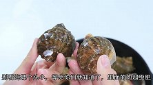 48元买12个大海螺，又大又肥，一口咬下去嚼劲十足，过瘾！