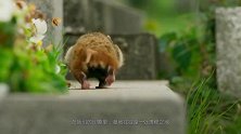 墓地出现可爱仓鼠？镜头记录其生活的一切