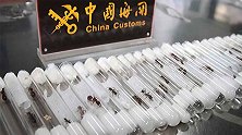 38只强毒性活蚂蚁非法入境被查获 部分为“世界上最危险蚂蚁”