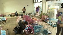 四川成都：“宠物盲盒”幸存动物将被安置到哪里？答案来了