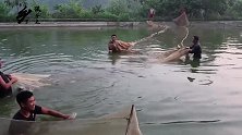 一群人在鱼塘里拉网抓鱼，抓到了好多小杂鱼