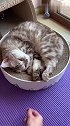 猫：走开点，别打扰我在这儿睡觉！