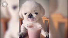 狗狗趴在杯子里喝牛奶，小舌头一舔一舔的，实在是太可爱了！