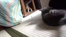 精力旺盛的小奶猫在玩耍，天天这样你不累吗