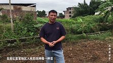入秋后村民开始种植这种蔬菜，成了当地餐桌上必不可少的青菜