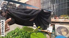 城市一楼花园里两块遮阳网完成了夏季防晒任务，主人收起来
