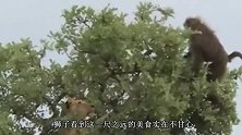 老虎上树追猴子，在树上刚准备飞扑，下秒搞笑的一幕发生了