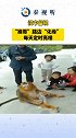 汉中留坝：“猴哥”路边“化缘”  每天定时亮相