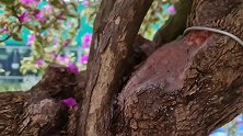 近看以为这是一棵“参天大树”，下一秒镜头拉远，一盆精品三角梅