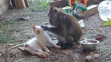 猴哥和猫咪同住屋檐下，,天天撸猫找盐粒，猫：我求求你放过我！