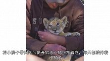 保育员哭着将小狮子野放，没想多年后回访，狮子仍记得救命之恩！