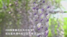 美！上海广富林郊野公园的紫藤花开了