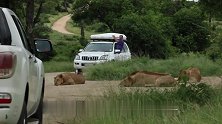被旅游车辆围观的狮群：见怪不怪，不搭理车辆