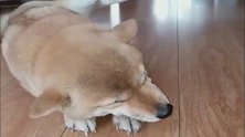 小柴犬说困就困，躺地上秒睡，真羡慕