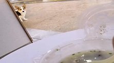 主人路边喝粥，瞧把狗狗馋的，那眼神真逗！