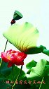 接天莲叶无穷碧映日荷花别样红