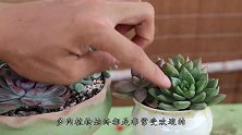 夏季多肉阵亡了？很多人都是犯了这些错误导致的