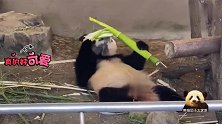 熊猫宝宝彩浜得意洋洋地卖个萌，吃相超可爱