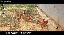中国在沙漠上养了几千只鸡，引起全球的关注，厉害了我的国