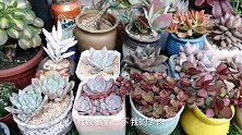 高温暴晒下多肉还在上色，颜色越来越红，主要是因为品种太给力了