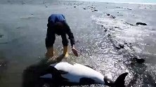 虎鲸宝宝搁浅在海滩，好心人合力将小虎鲸送回海洋