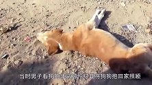 狗狗因脊椎受伤不能走路，好心人接下来的举动亮了