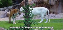 白虎遇上东北虎，东北虎捉弄它的行为直接让人笑喷，镜头记录过程
