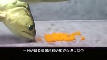 金龙鱼产卵,主人还没来得及高兴,雄鱼就将所有鱼卵吞进口中。。
