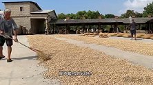 福建晋江衙口花生，5代人坚守传统做法酥香脆，90后小哥日做6000斤