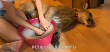 被逮住洗脚的大猫，一脸无可奈何：我很干净啊