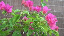 三角梅开花“稀疏”，一招“恩威并施”，花儿挂满枝头