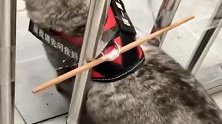 民间高手辈出，铲屎官“恶搞”傻猫，真是太有头脑了！