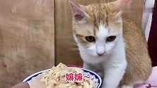 小猫不肯吃肉要主人喂，猫说好的民主文明呢？怎么又强硬来喂？