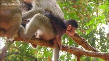猴哥绑架了额头受伤的猴儿，猴儿要是没有拽稳猴哥，后果难以想象