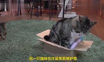 纸箱外的猫咪羡慕纸箱内的猫咪，一场纷争开始了，太搞笑了