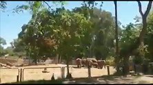 巴以冲突空袭警报响起！动物园内象群为保护小象将其围在中间
