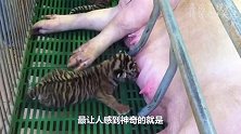 狗狗给一群小猪崽当奶妈，被发现后一脸的尴尬，网友：这心真大