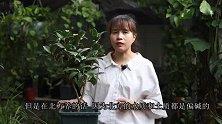 养茶花，浇水为何不能总是加硫酸亚铁，看完就明白了