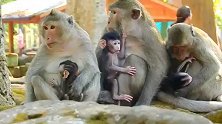 实拍：三只小猴子三种个性