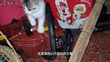 小奶猫闹腾的一天又开始了