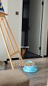 今天心平气和的跟它聊了一下萌宠嗨玩季 猫咪 猫咪日常